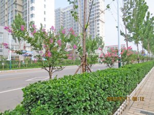 와이즈 와이즈 토토 라이브 스코어 라이브 스코어 Wenhua Road Greening Project